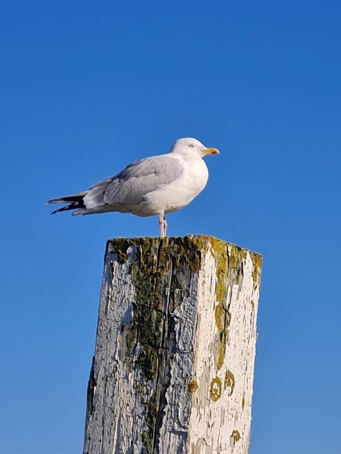 ヴィルヘルムスハーフェンFewo Mit Meerblick - Direktzugang Zur Nordseeアパートメント エクステリア 写真